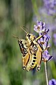 Mating common field grasshoppers