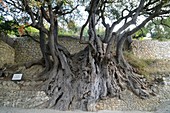 1000 year old olive tree