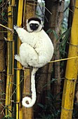 Verreaux's sifaka lemur