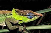 Male chameleon