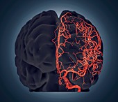 Brain vascular system,3D CT scan