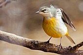 Grey wagtail