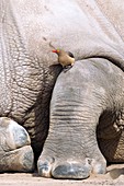 Red-billed oxpecker on white rhino