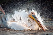 Great white pelican washing