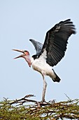 Marabou stork flapping its wings