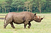 Black rhinoceros bull