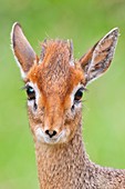 Kirk's dikdik