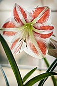 Amaryllis (Hippeastrum sp.)