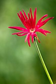 Gerbera jamesonii