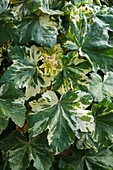 Lavatera arborea 'Variegata'