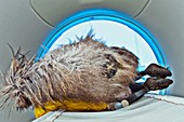 CT scanning an emu carcass