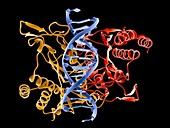 ECO RI DNA complex restriction enzyme