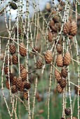 Larch (Larix sp.)