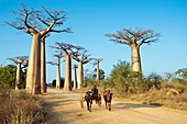 Alley of the Baobabs,Madagascar