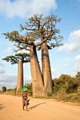 Alley of the Baobabs,Madagascar