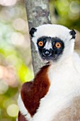 Coquerel's sifaka