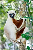 Coquerel's sifaka