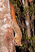 Coquerel's giant mouse lemur