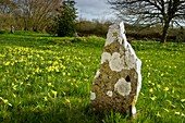 Daffodils (Narcissus pseudonarcissus)