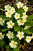 Wild Primrose (Primula vulgaris)