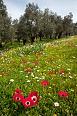 Oilve grove,Greece