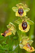 Yellow Bee Orchid (Ophrys lutea)