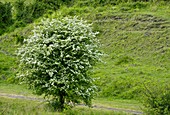 Hawthorn (Crataegus monogyna)