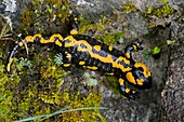 Adult Fire Salamander