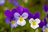 Wild Pansy (Viola tricolor)