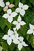 Pacific Dogwood (Cornus nuttallii)