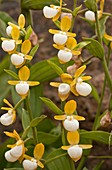 Cypripedium californicum