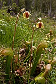 Pitcher Plant (Darlingtonia californica)
