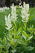 Veratrum californicum