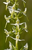 Orchid (Platanthera bifolia)