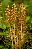 Bird's Nest Orchid (Neottia nidus-avis)