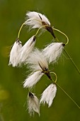 Eriophorum latifolium