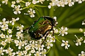 Rose chafer