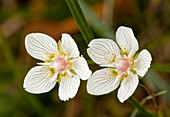 Grass-of-Parnassus (Parnassia palustris)