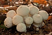 Puffballs (Lycoperdon perlatum)