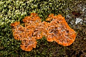 Slime mould