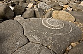 Fossil ammonites,Dorset