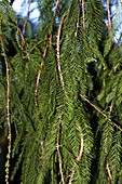 Swamp Cypress (Taxodium distichum)
