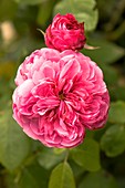 Rose (Rosa 'Gertrude Jekyll')