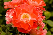 Rose (Rosa 'Pride of England')
