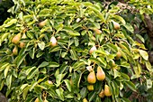 Pear (Pyrus communis)