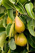 Pear (Pyrus communis)