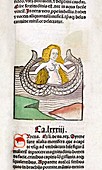 Mermaid,15th century