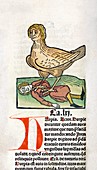Harpy and prey,15th century