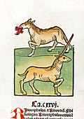Mythical horse and unicorn,15th century
