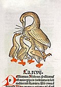 Pelican and chicks,15th century